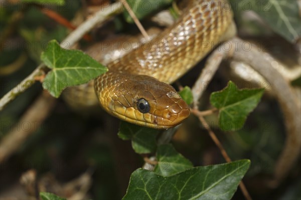 Aesculapian snake (Zamenis longissimus) ivy