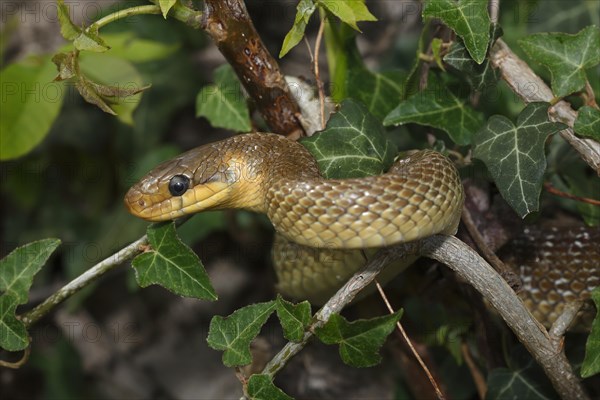 Aesculapian snake (Zamenis longissimus) ivy