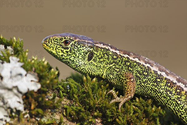 Sand Lizard (Lacerta agilis) male