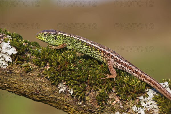 Sand Lizard (Lacerta agilis)