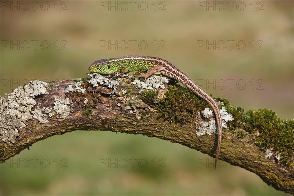 Sand Lizard (Lacerta agilis)