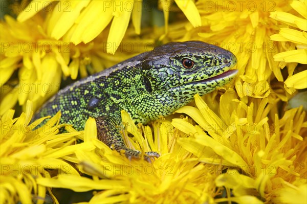 Sand Lizard (Lacerta agilis)