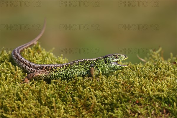 Sand Lizard (Lacerta agilis)