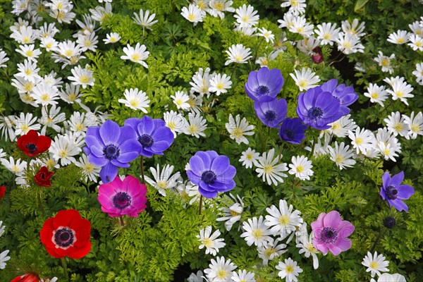Different anemones in a spring flower bed