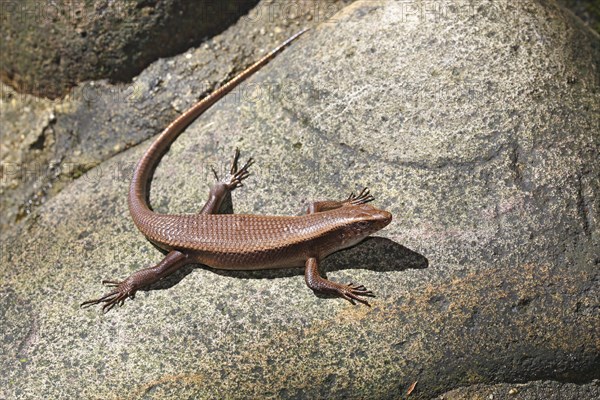 Many-lined Sun Skink