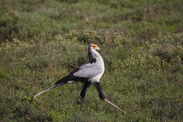 Secretarybird (Sagittarius serpentarius)