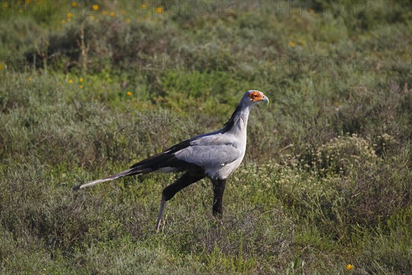 Secretarybird (Sagittarius serpentarius)