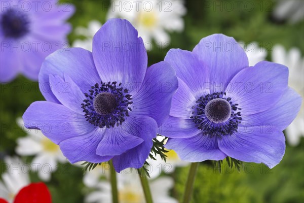 Blue poppy anemone (Anemone coronaria De Caen variety)