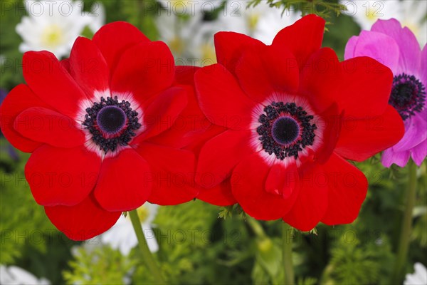 Red poppy anemone (Anemone coronaria De Caen variety)