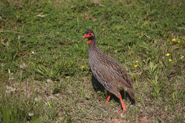 Red-necked spurfowl (Francolinus afer)