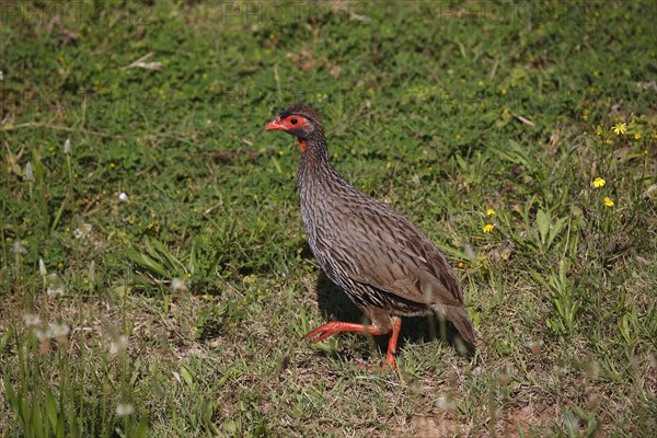 Red-necked spurfowl (Francolinus afer)