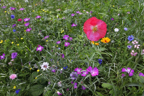 Poppyflower (Papaver)