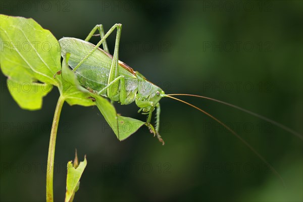 Tettigonia cantans (Tettigonia cantans)