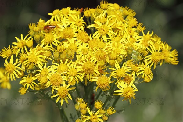 Ragwort (Senecio jacobaea)