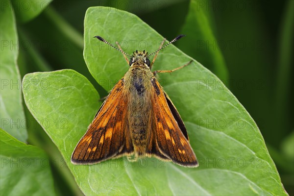 Large skipper (Ochlodes sylvanus) on leaf