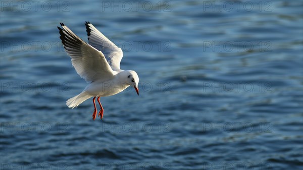 Black-headed gull (Chroicocephalus ridibundus) flying over water