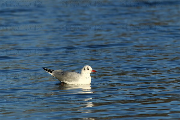 Black-headed gull (Chroicocephalus ridibundus) in water