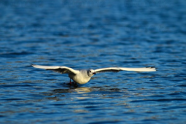 Black-headed gull (Chroicocephalus ridibundus) flying over water