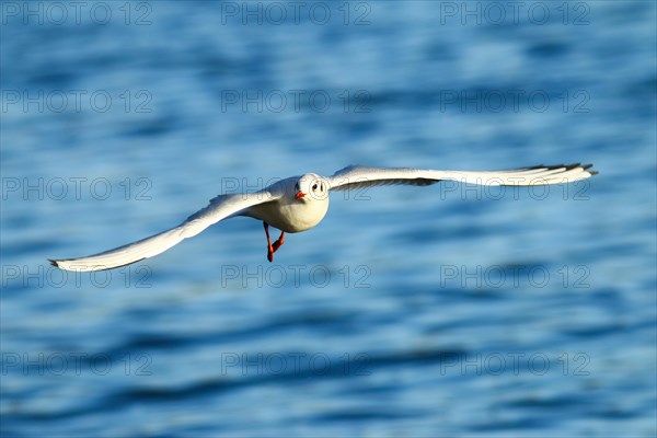 Black-headed gull (Chroicocephalus ridibundus) in flight