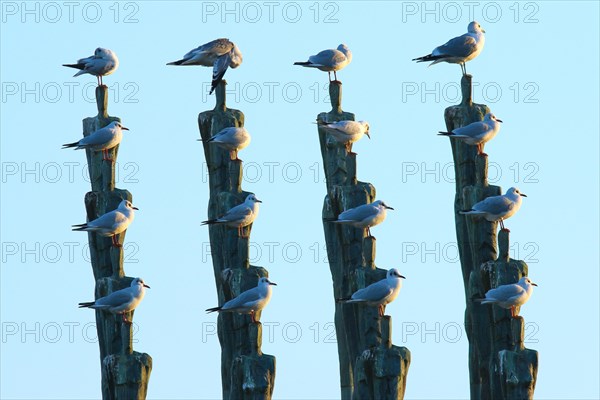 Black-headed gulls (Chroicocephalus ridibundus) sitting on artwork