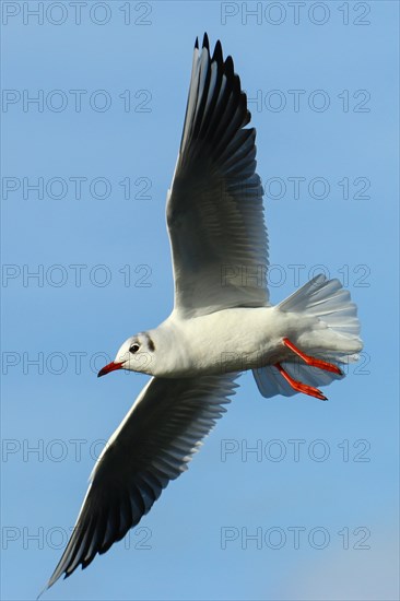 Black-headed gull (Chroicocephalus ridibundus) in flight