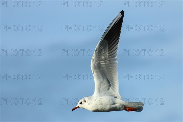 Black-headed gull (Chroicocephalus ridibundus) in flight