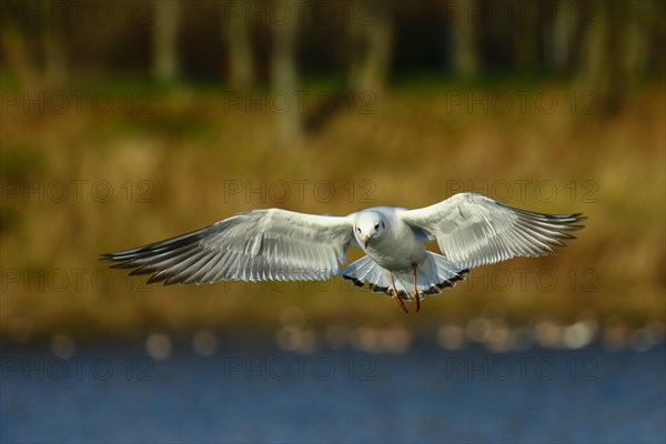 Black-headed Gull (Chroicocephalus ridibundus) in flight