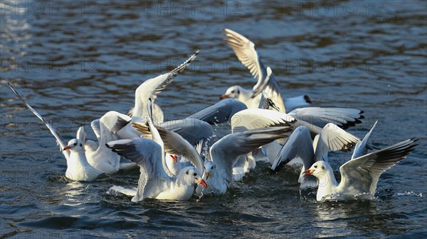 Black-headed Gulls (Chroicocephalus ridibundus) fighting over prey