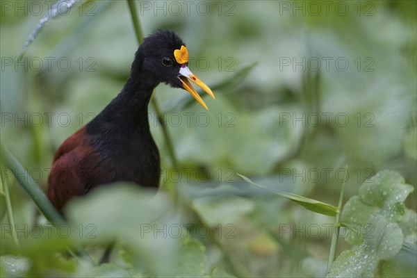 Northern jacana (Jacana spinosa)