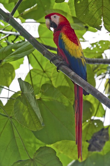 Scarlet macaw (Ara macao) in a tree