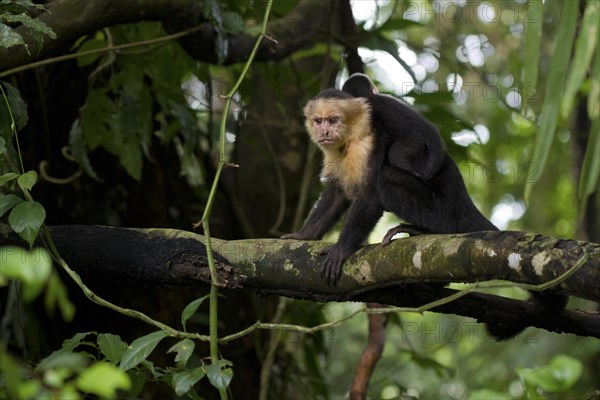 White-headed Capuchin (Cebus capucinus) with infant