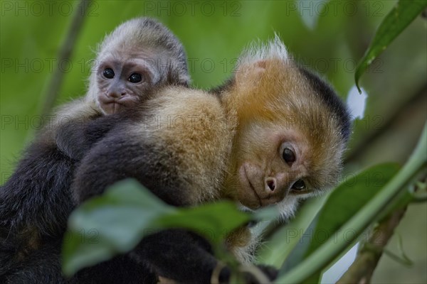 White-headed capuchin (Cebus capucinus) with infant