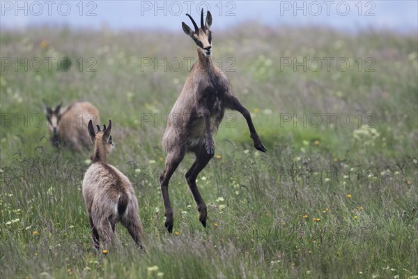 Jumping Chamois (Rupicapra rupicapra)