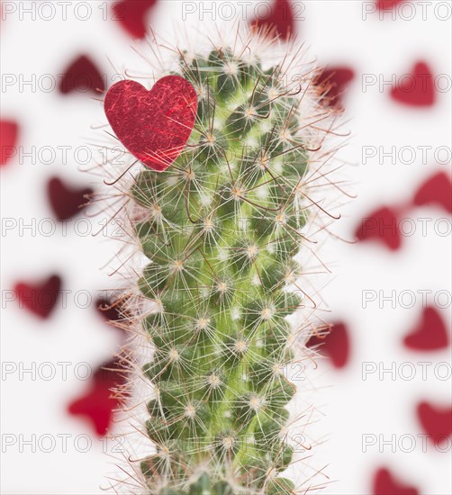 Red heart on the spines of a cactus