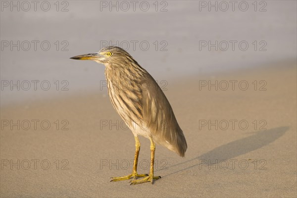 Night Heron (Nycticorax nycticorax) on the sandy beach