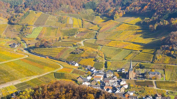 Vineyards in autumn