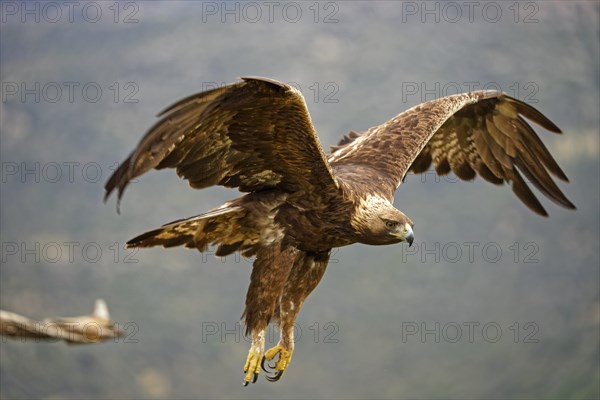 Golden eagle (Aquila chrysaetos)