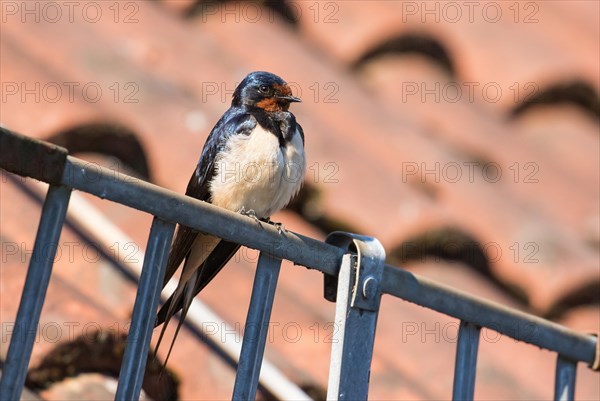 Barn Swallow (Hirundo rustica) perched on gutter