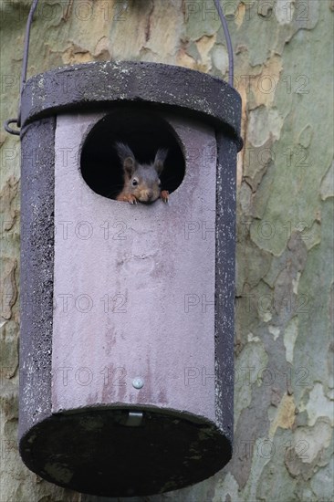 Young squirrel (Sciurus vulgaris) looking out of owl nesting box