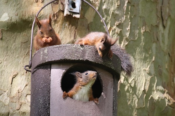 Three young squirrels (Sciurus vulgaris) on owl nesting box