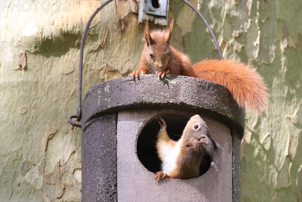 Two young squirrels (Sciurus vulgaris) on owl nesting box