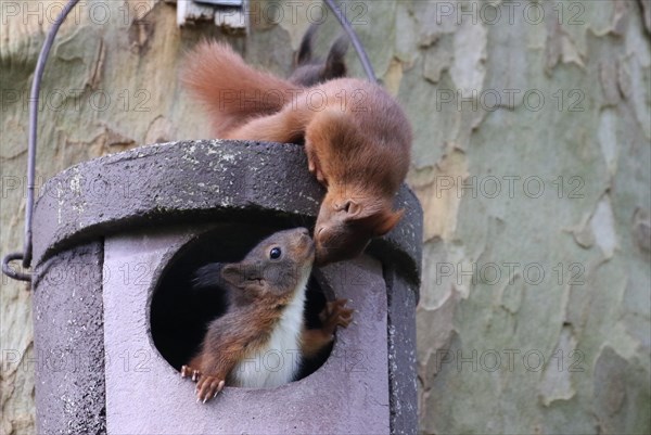 Two young squirrels (Sciurus vulgaris) on owl nesting box