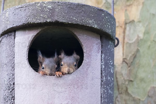 Two young squirrels (Sciurus vulgaris) looking out of owl nesting box