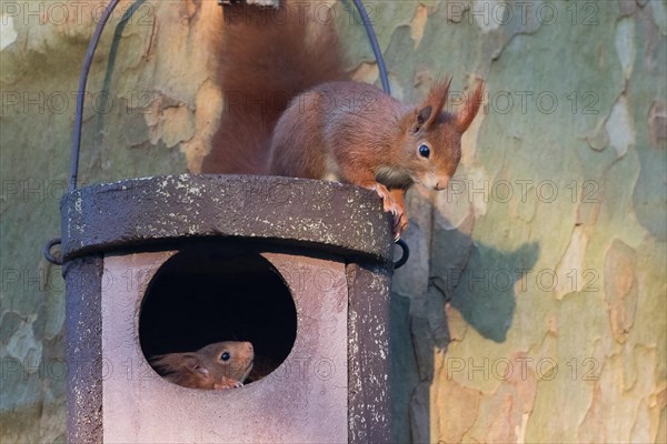 Two young squirrels (Sciurus vulgaris) on owl nesting box
