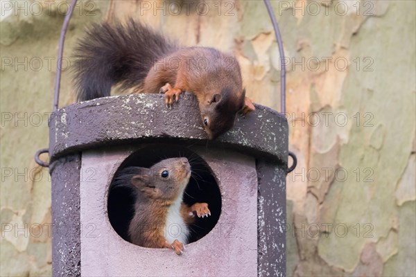 Two young squirrels (Sciurus vulgaris) on owl nesting box