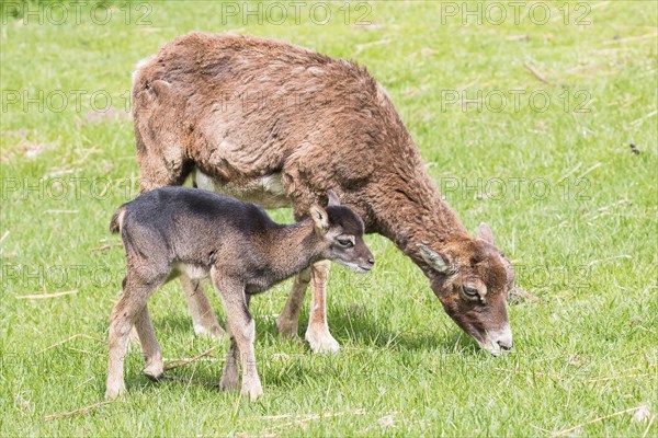 Young mouflon (Ovis orientalis) with mother