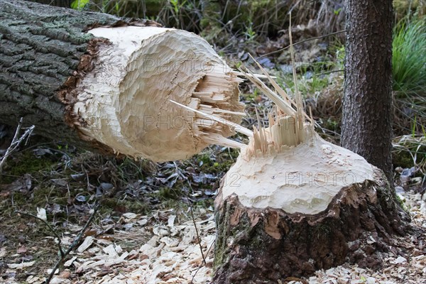 Tree felled by a Beaver (Castor sp.)