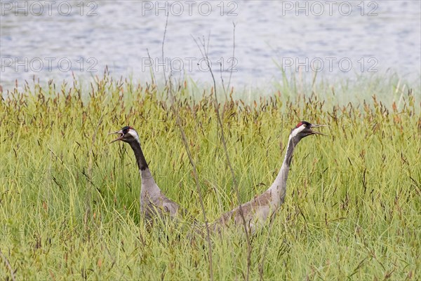 Pair of Common Cranes (Grus grus)
