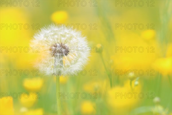 Dandelion seed head (Taraxacum)