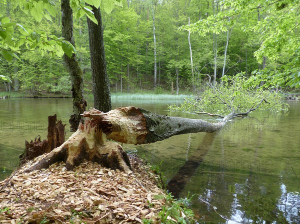 Tree felled by a Beaver (Castor sp.)